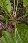 Blackseed plaintain